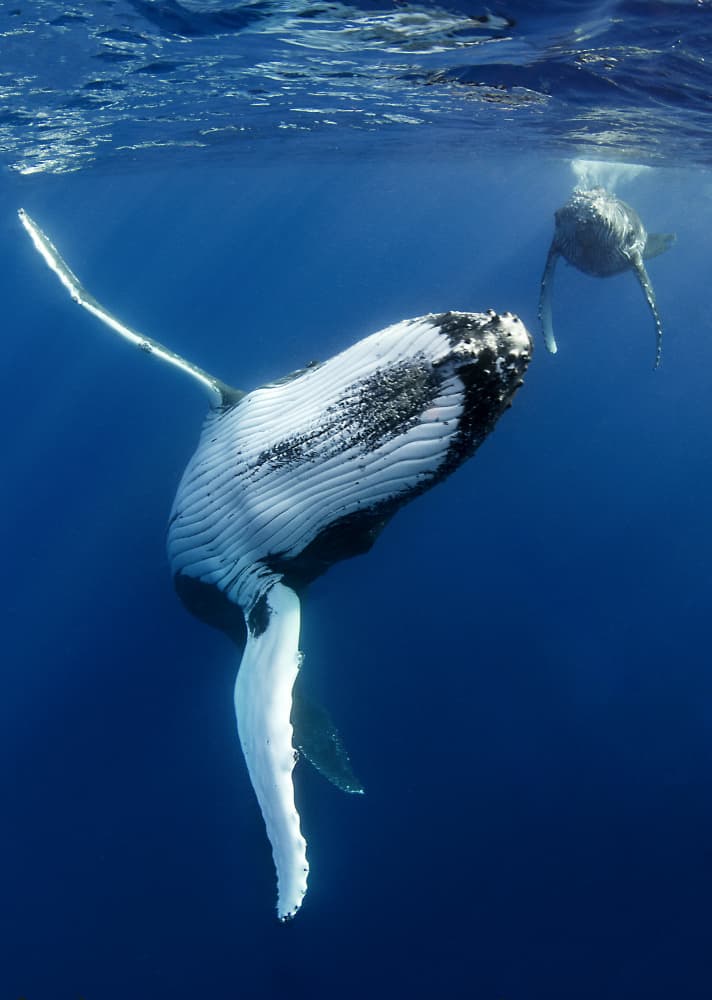 Humpback Whales Swimming by Cédric Péneau — canvas wall art