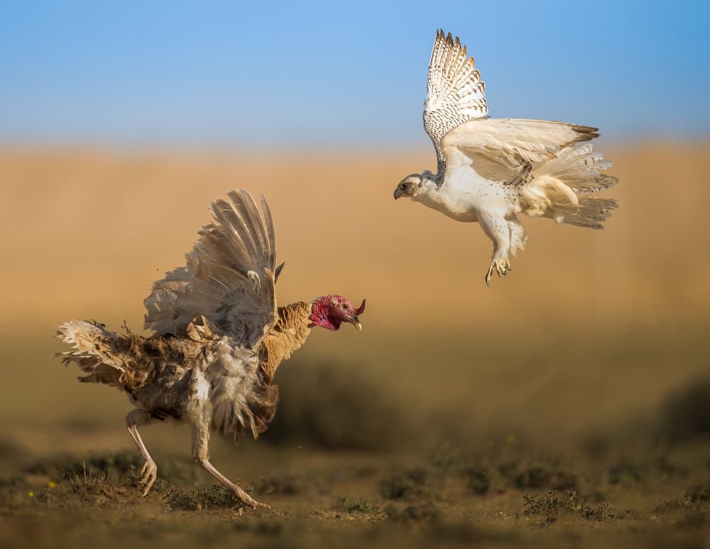 Ready to fight by Ahmed Sobhi — canvas wall art