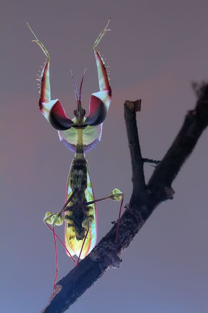 Ethereal Praying Mantis by Jimmy Hoffman — canvas wall art