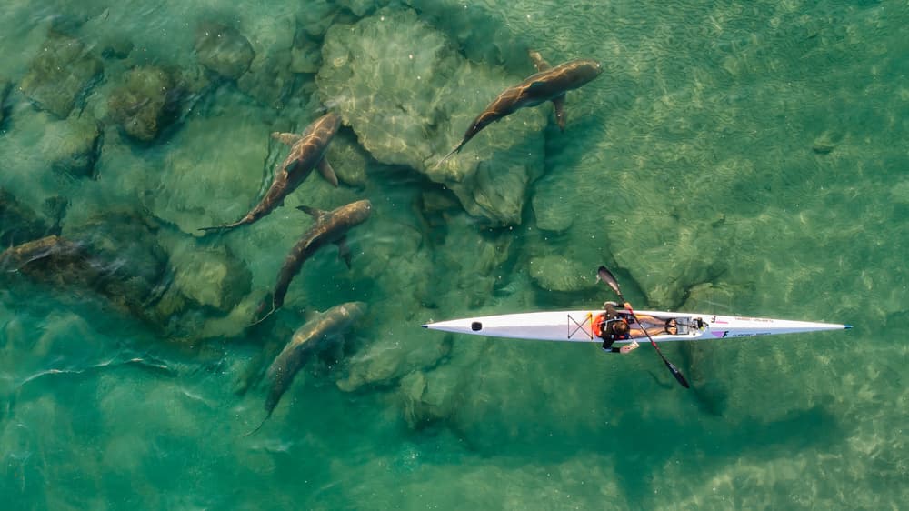 Paddling With Sharks by Ido Meirovich — canvas wall art