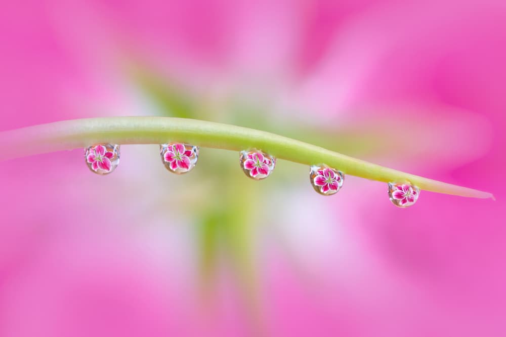Delicate Flower Reflections by Catherine Lu — canvas wall art