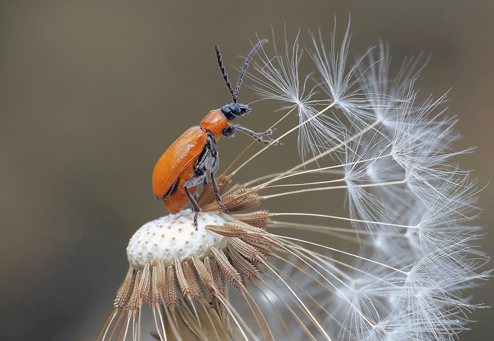 Curious Beetle on Dandelion by Thierry Dufour — canvas wall art