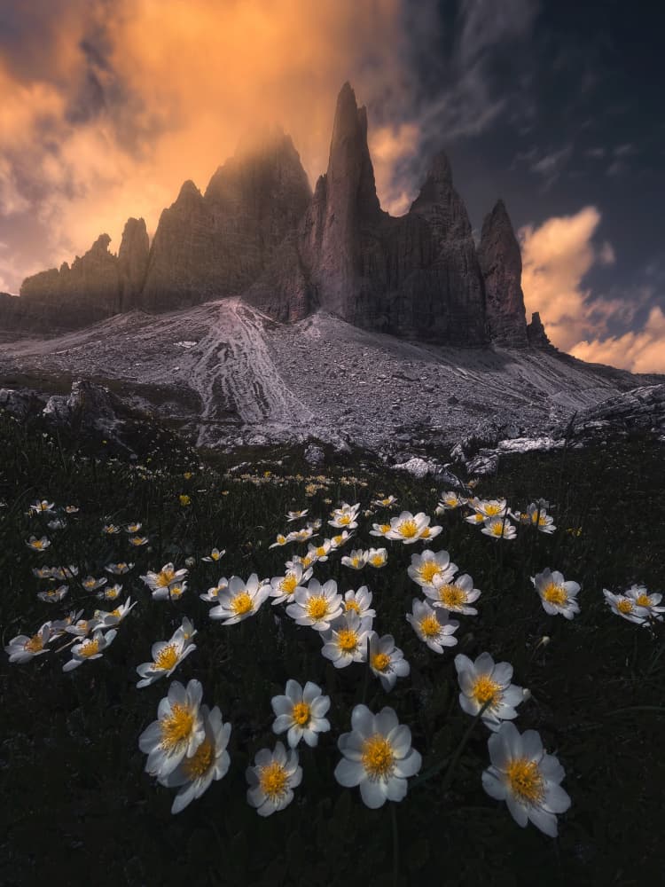 Alpine Peaks Wildflowers by NingYun Ye — canvas wall art