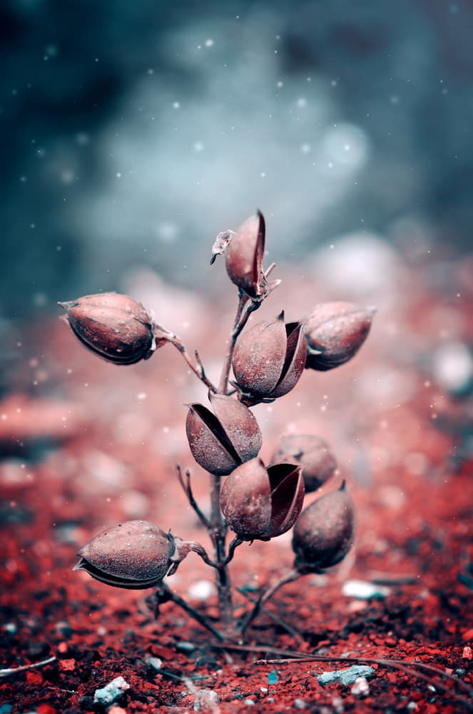 Ethereal Winter Seed Pods by ajkabajka — canvas wall art