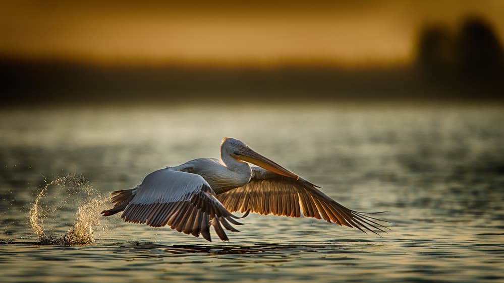 Pelican take off...2 by Baris Akpinar — canvas wall art