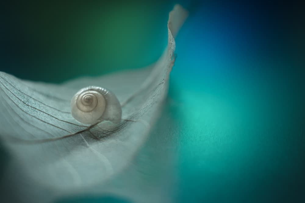 Delicate Snail Shell by Shihya Kowatari — canvas wall art