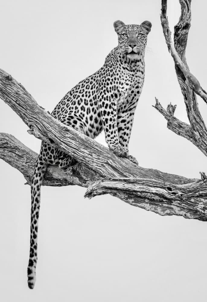 Majestic Leopard Perched by Rob Darby — canvas wall art