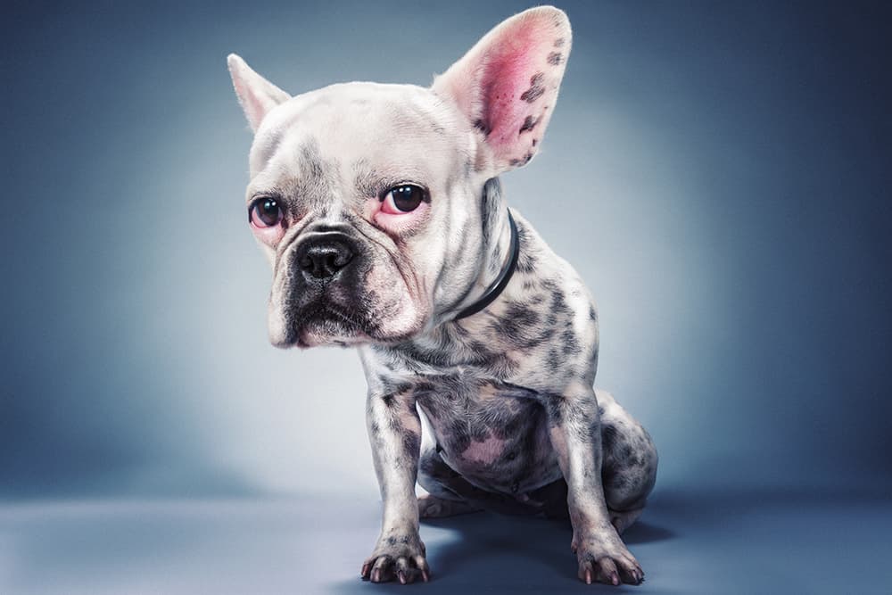 Curious Spotted French Bulldog by Moshe Nachumovich — canvas wall art