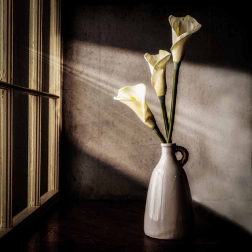 Calla Lilies Window Light by Rob Ryan — canvas wall art