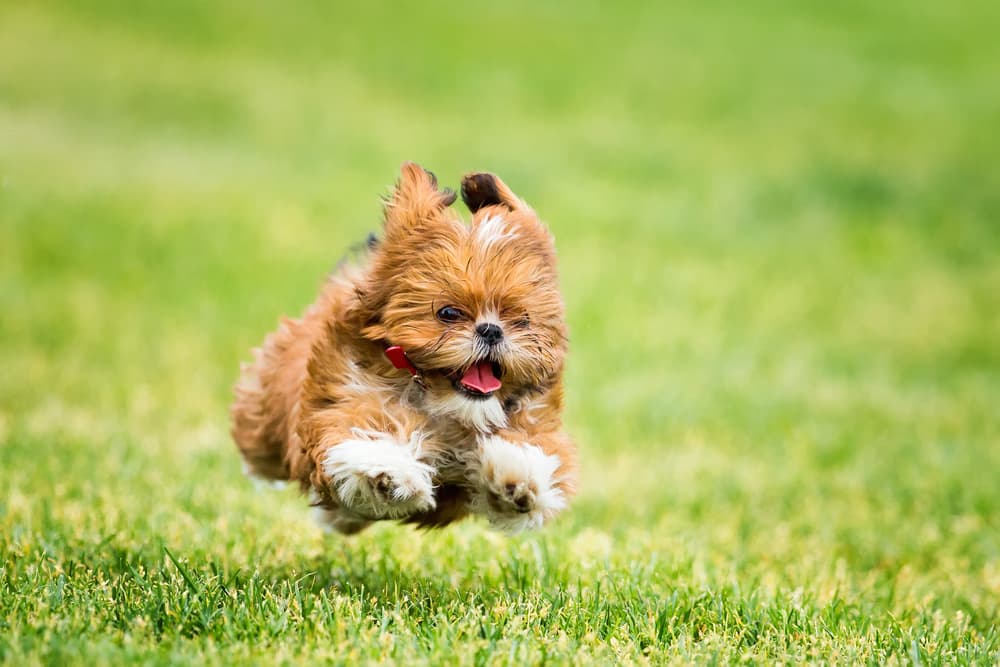 Playful Shih Tzu Leap by Peter Hudson — canvas wall art
