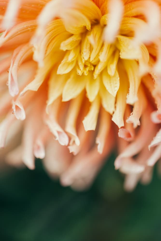 Vibrant Dahlia Bloom by Javier Pardina — canvas wall art
