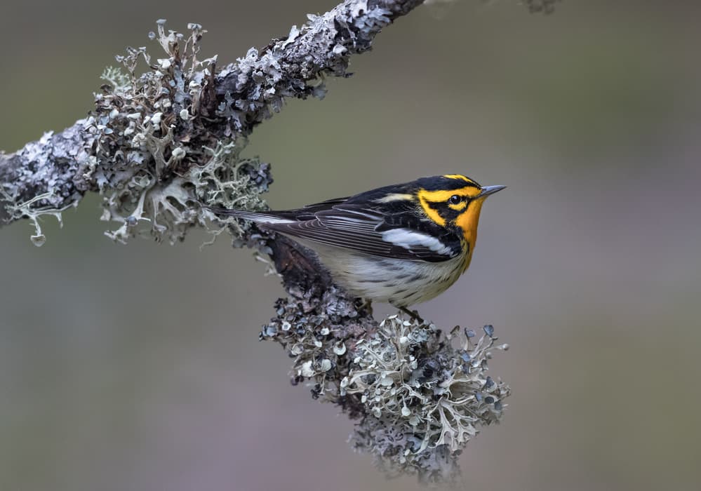 Yellow Warbler on Lichen Branch by Greg Barsh — canvas wall art