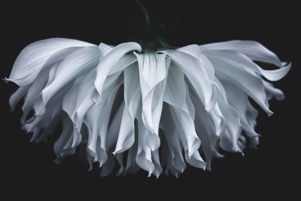 Delicate White Bloom by Takashi Suzuki — canvas wall art