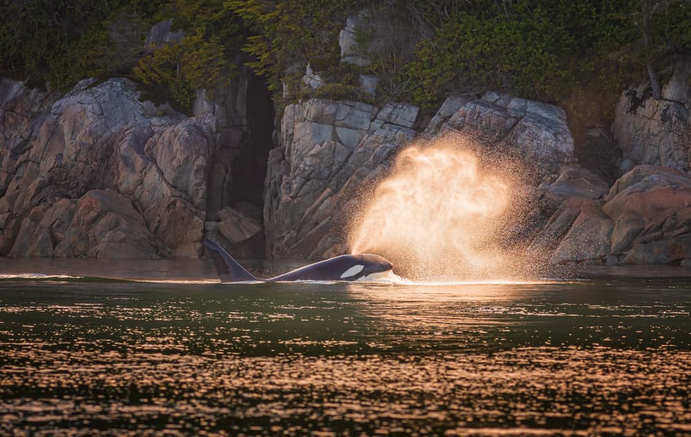 Orca at sunset by Jeffrey C. Sink — canvas wall art