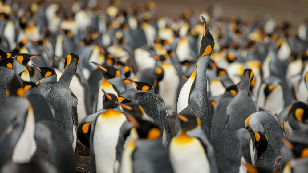 King Penguin Colony by Joan Gil Raga — canvas wall art