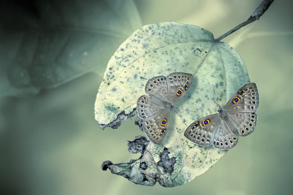 Serene Butterflies On Leaf by Jimmy Hoffman — canvas wall art