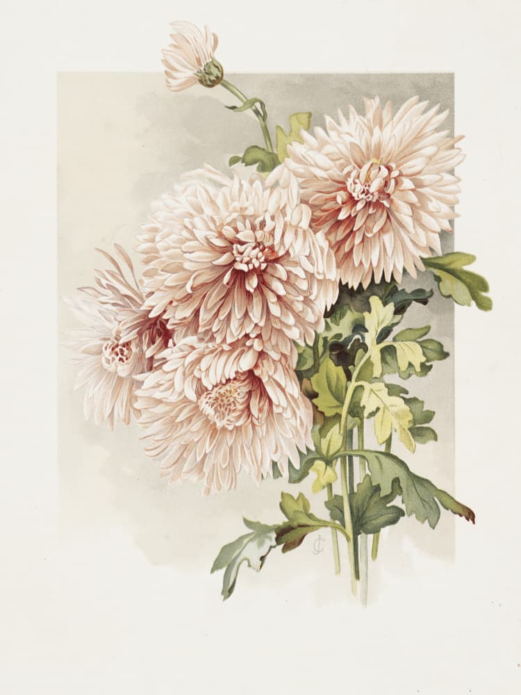 Chrysanthemums