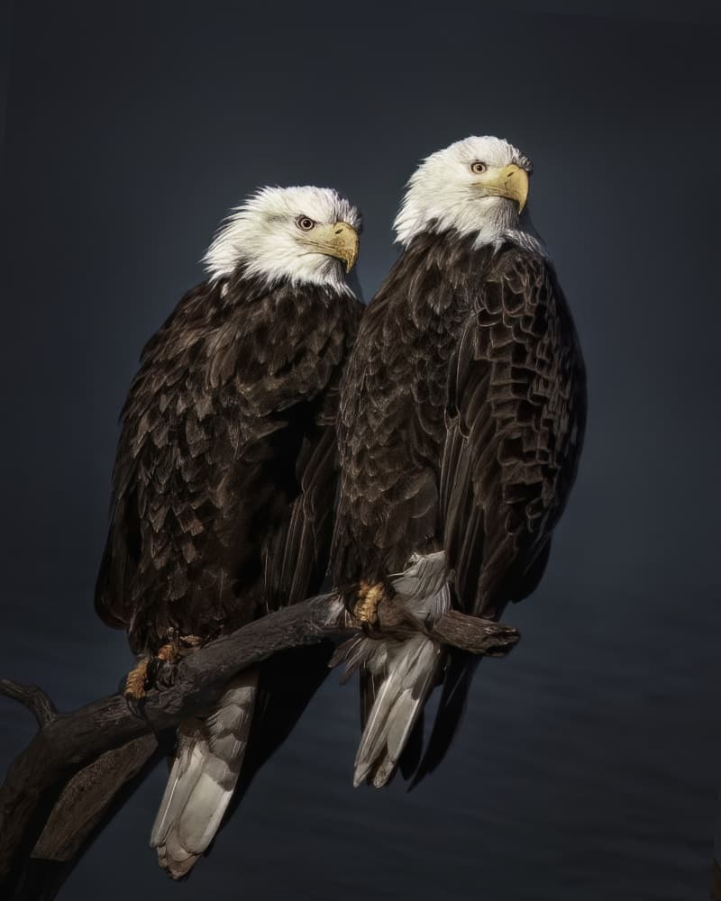 Majestic Bald Eagles by Qing Zhao — canvas wall art