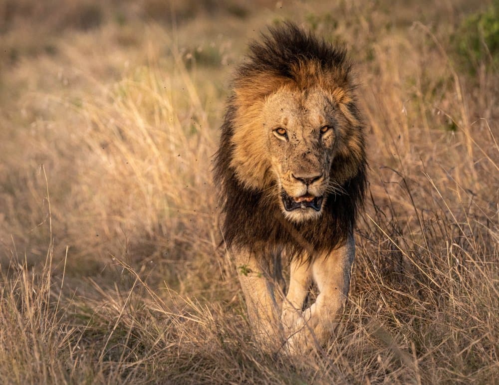 Powerful African Lion by Ronen Rosenblatt — canvas wall art