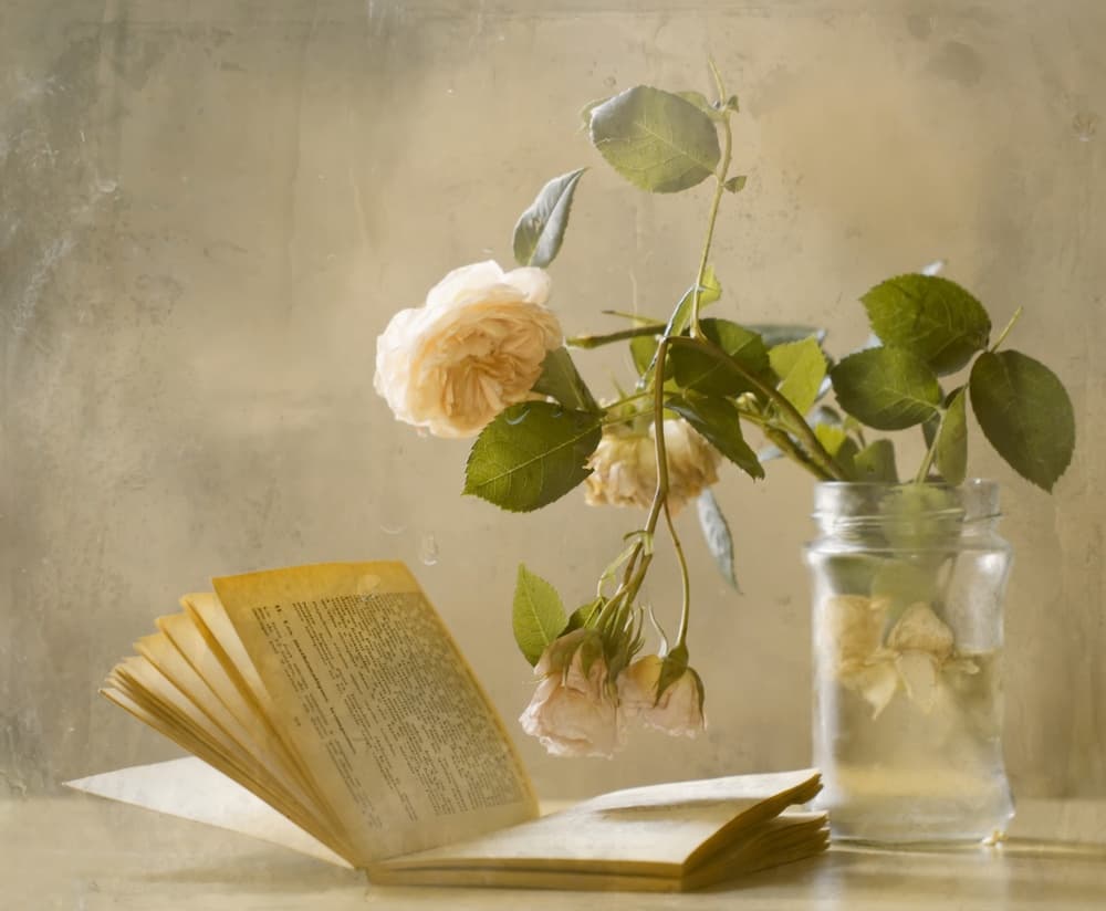 Faded Roses Open Book by Delphine Devos — canvas wall art