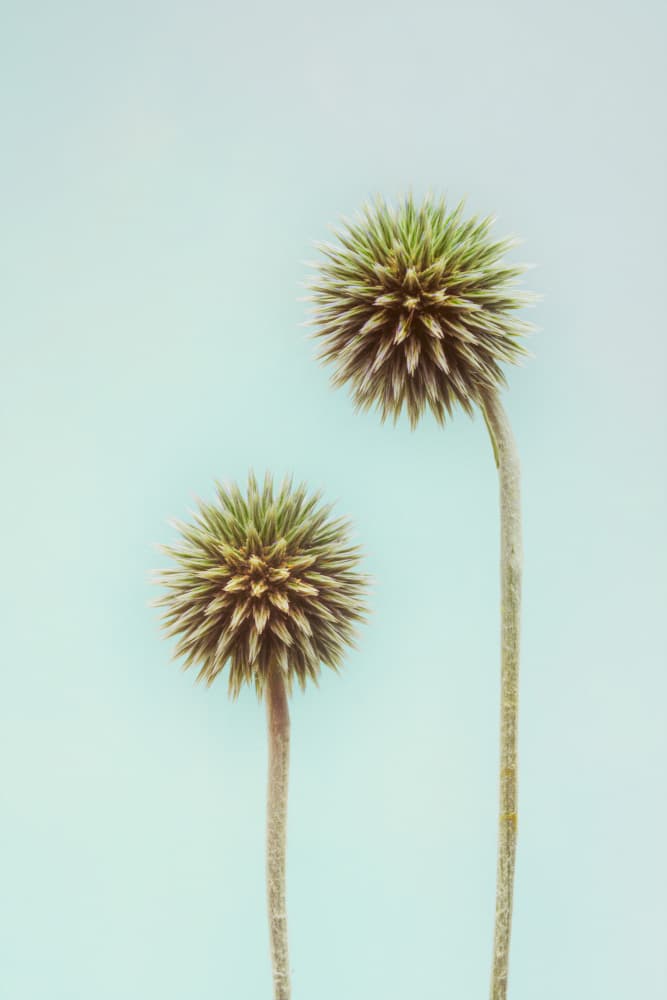 Minimal Green Thistles by Frank Ulrich Gandenberger — canvas wall art