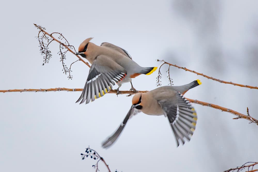 Bohemian Waxwings Winter Flight by Peter Stahl — canvas wall art