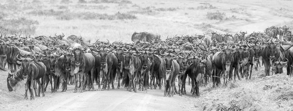 Wildebeest Migration Herd by David Hua — canvas wall art