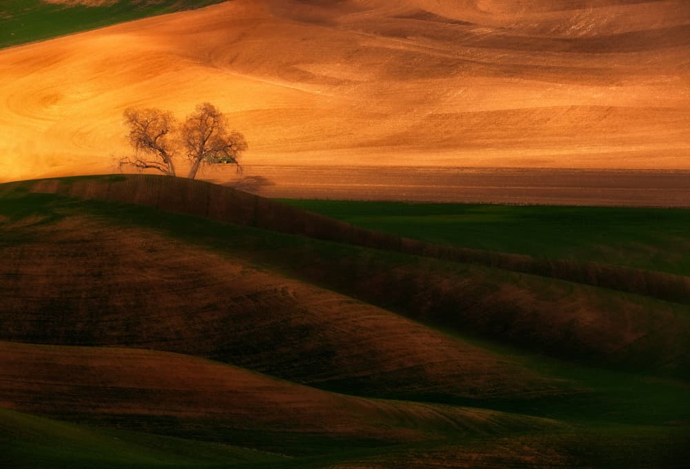 Golden Hillside Trees by Leechee Z — canvas wall art