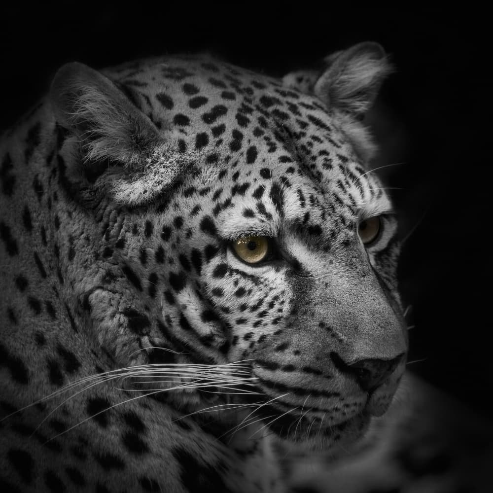 Intense Leopard Gaze by Kaisyakuji Yushi — canvas wall art