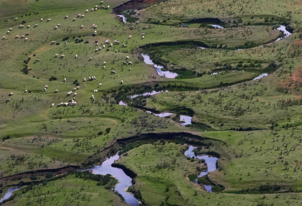 Winding River Sheep Fields by Gulsen Yilman — canvas wall art