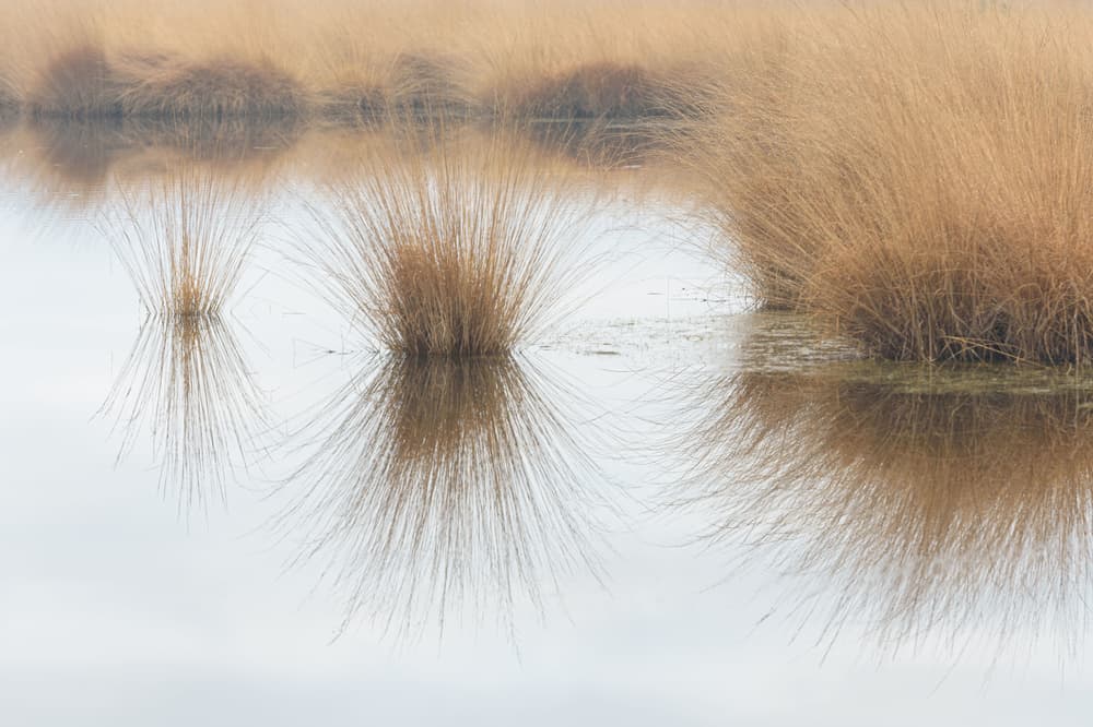 Golden Grass Reflections by Ann Cornelis — canvas wall art