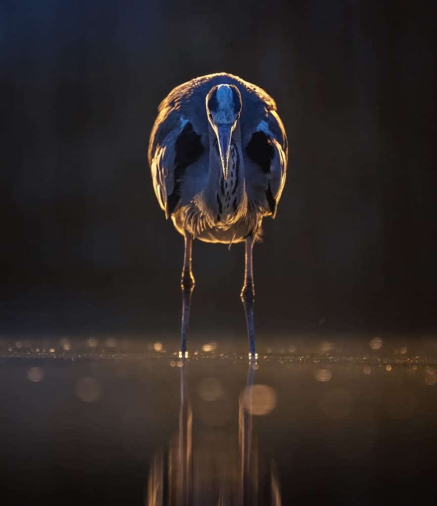 Heron in Golden Light by Corry DeLaan — canvas wall art