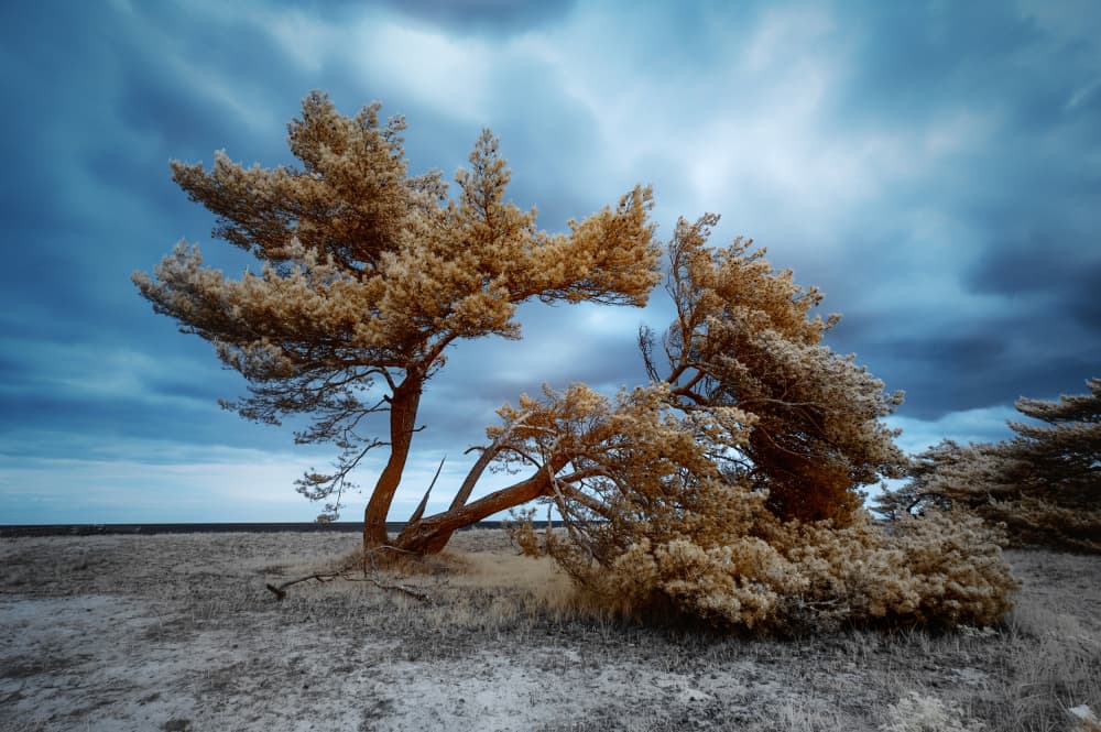 Infrared tree by Hans Günther — canvas wall art