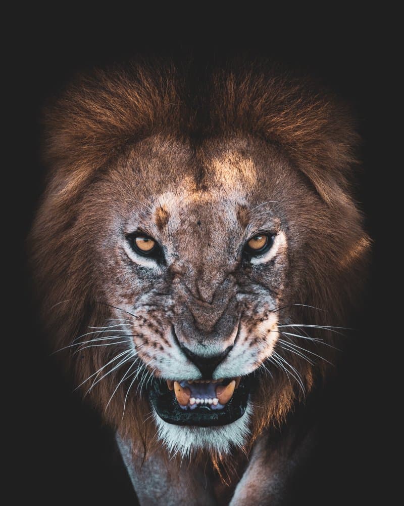 Fierce Lion Snarl by Faisal ALnomas — canvas wall art