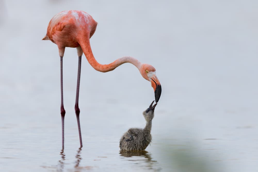 Flamingo Feeding Chick by Jun Zuo — canvas wall art