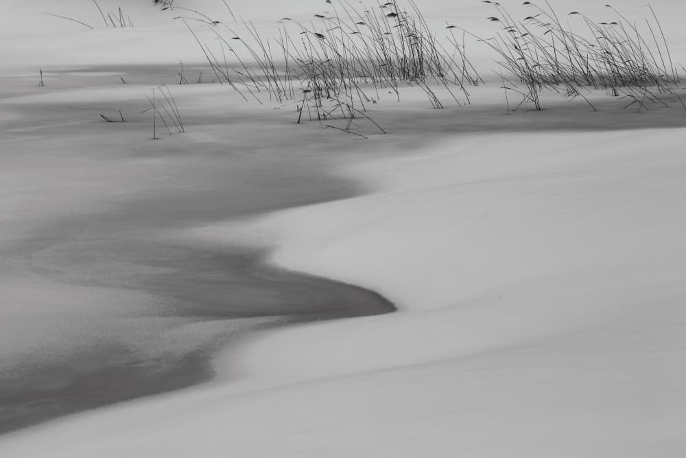 Quiet Winter Reeds by Sasaki Makoto — canvas wall art