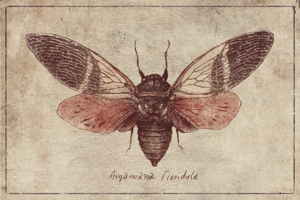Curious Cicada Charm by Mike Koubou — canvas wall art
