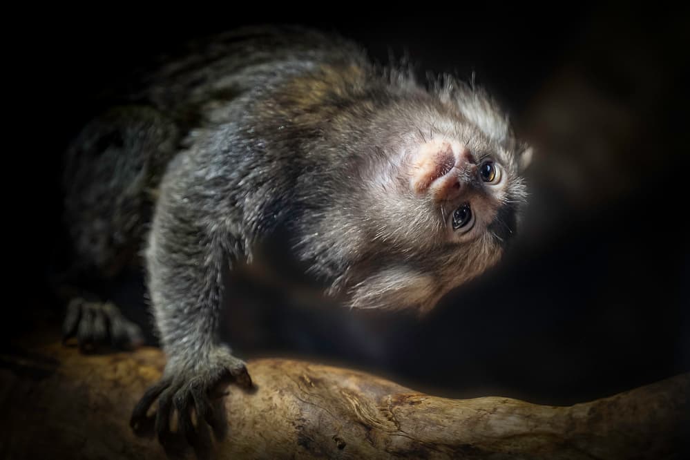 Curious Monkey Portrait by Jealousy — canvas wall art