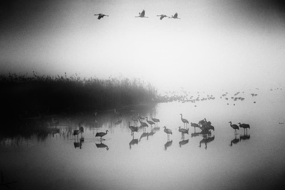 Misty Cranes Reflecting by Keren Or — canvas wall art