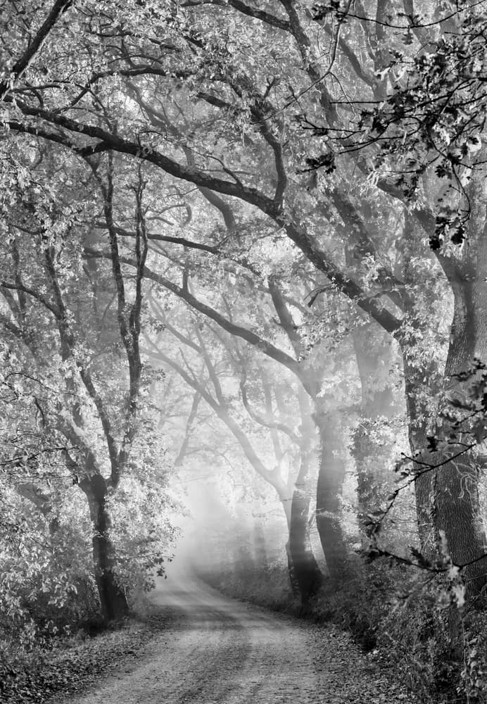 Misty Forest Path by Mike Kreiten — canvas wall art