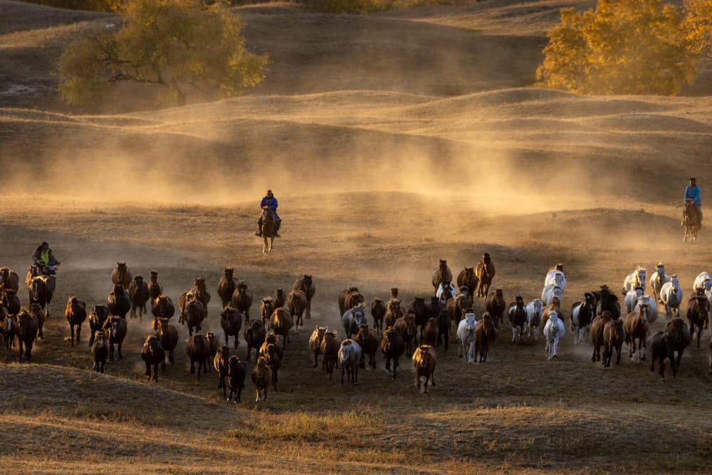 Golden Horse Herd Gallop by Sally Widjaja — canvas wall art