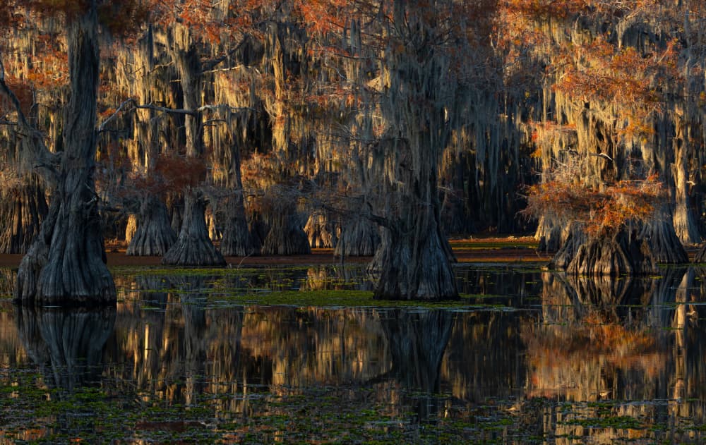 caddo lake by Johnson Huang — canvas wall art