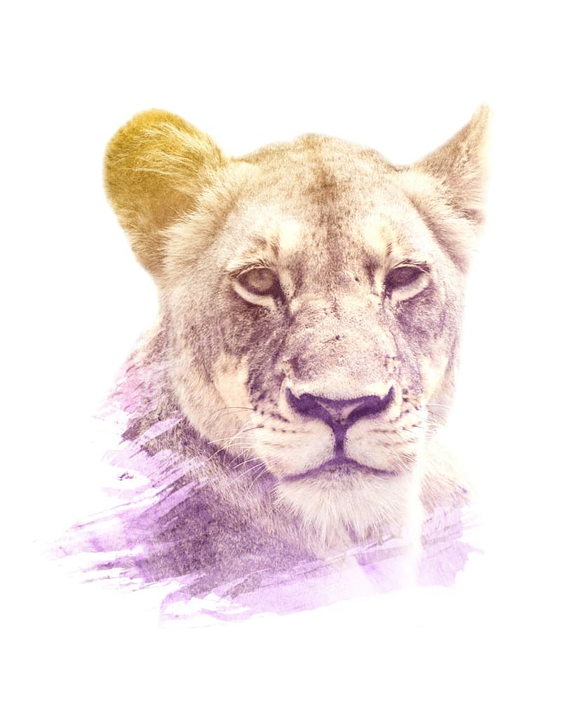 Golden Purple Lioness by Emiliano Deificus — canvas wall art
