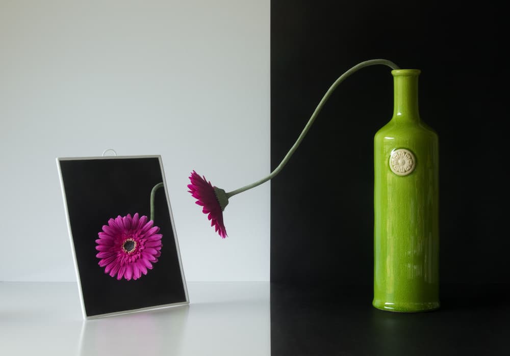 Gerbera Flower Illusion by Jacqueline Hammer — canvas wall art