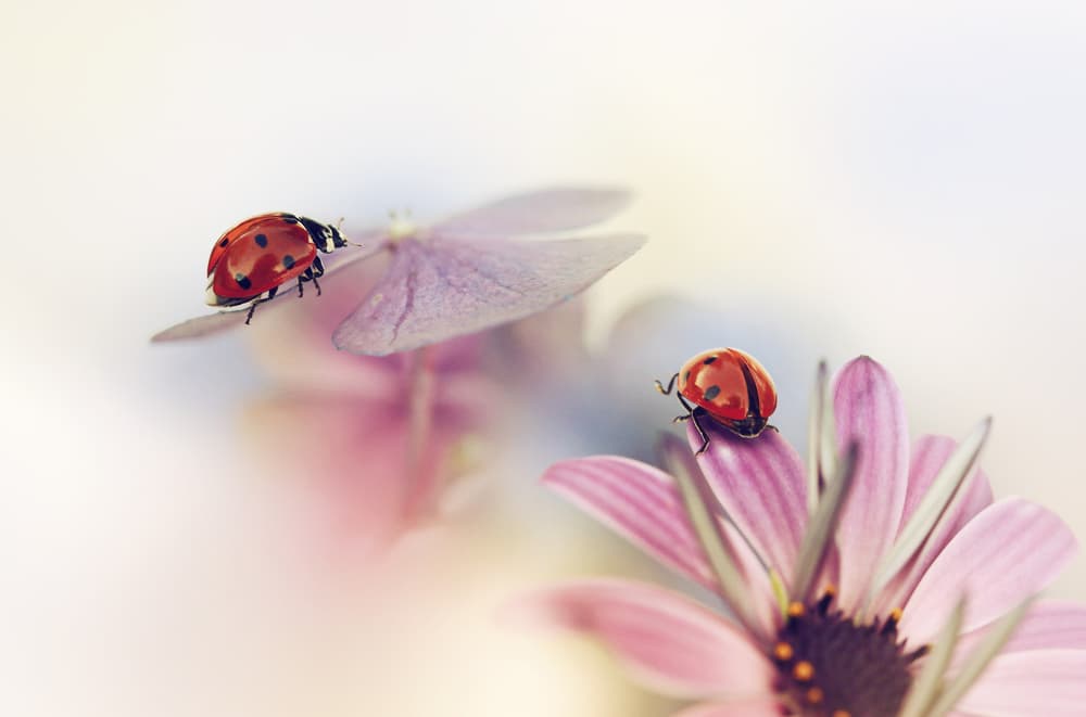 Last days of summer by Ellen van Deelen — canvas wall art