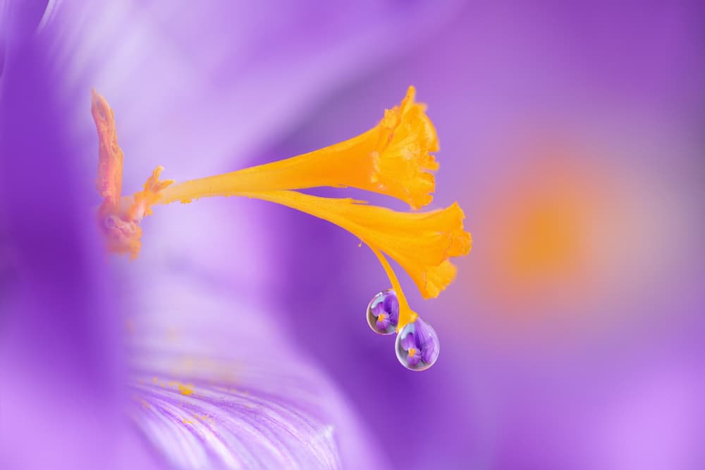Delicate Crocus Drops by Benedetta Lavezzi — canvas wall art