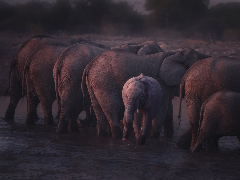 Twilight Elephant Herd by Gu and Hongchao — canvas wall art