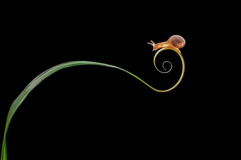 Snail on Spiral Leaf by Edy Pamungkas — canvas wall art