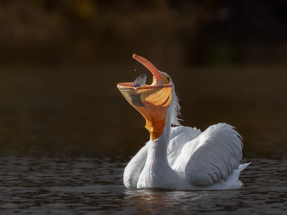 Pelican Catches Fish by Taksing (吉星高照) — canvas wall art