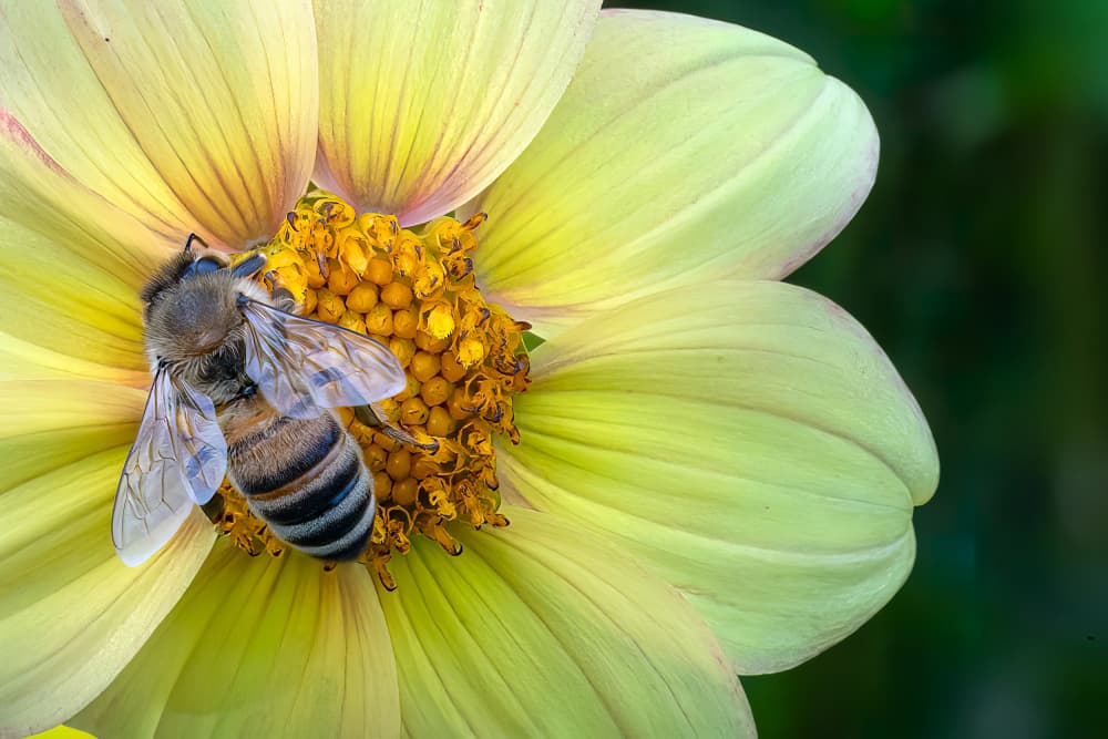 Bee on Yellow Dahlia by Ulrike Leinemann — canvas wall art